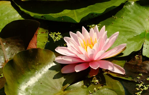 Leaves, water, Lotus, Lily, pink