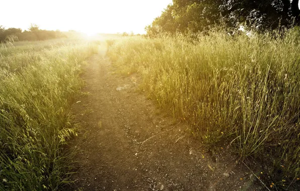 Road, field, the sun