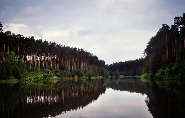 Picture forest, the sky, trees, reflection, swamp