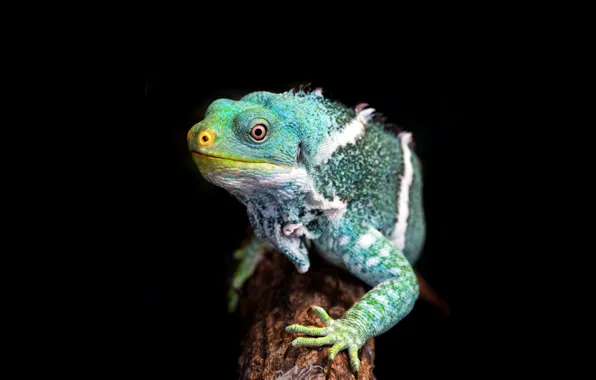 Picture tree, chameleon, bough