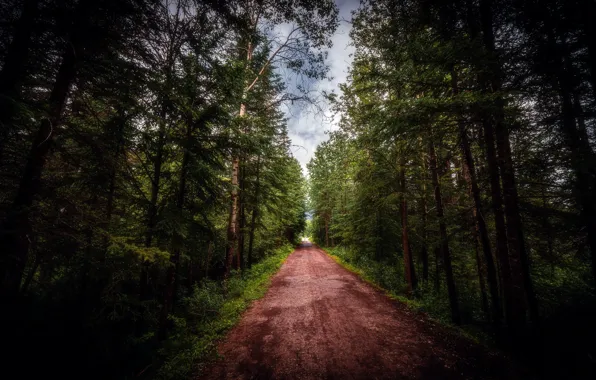 Road, forest, nature