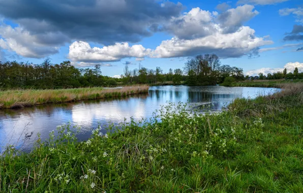 Greens, the sky, grass, clouds, trees, river, reed, house