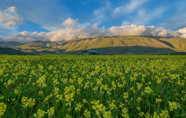 Summer, flowers, mountains, blue, spring, house, a lot, plantation
