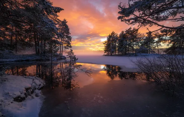 Picture trees, sunset, lake, reflection, Norway, Norway, RINGERIKE, Ringerike