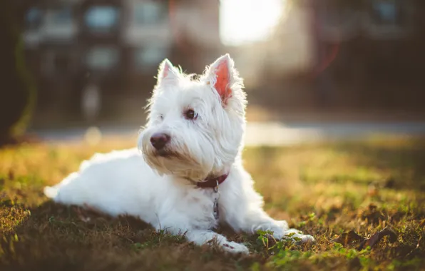 Picture grass, lawn, dog, white, collar, attention, sunlight, shaggy