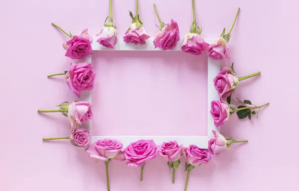 Picture flowers, background, roses, frame, buds, pink, flowers, roses