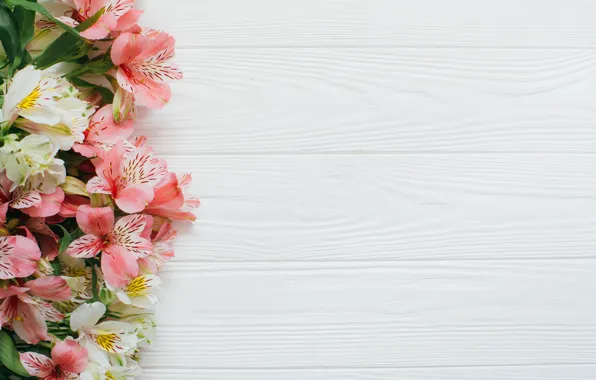Flowers, Background, Alstroemeria, Pink and white