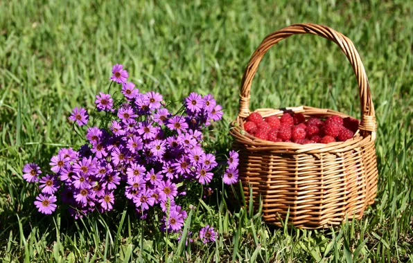 Picture summer, raspberry, basket, a bunch, cottage, July, brachicoma, composition