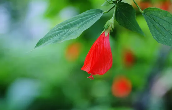 Picture flower, leaves, red, focus, branch, Bud, hibiscus