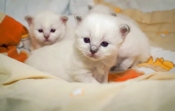 Look, pose, kitty, background, small, kittens, bed, three