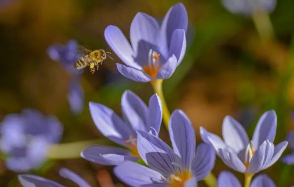 Picture macro, bee, spring, crocuses, insect, saffron