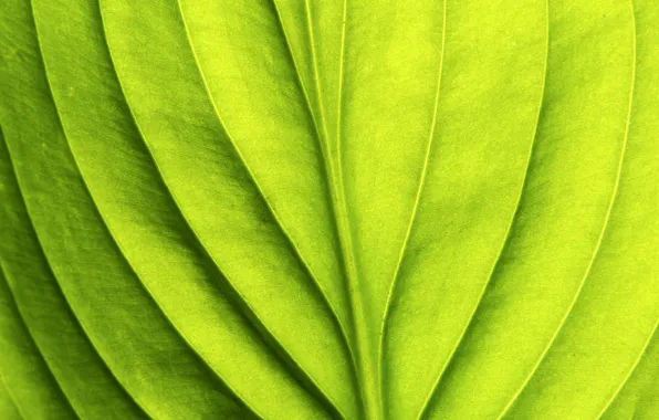 Green, pattern, leaf