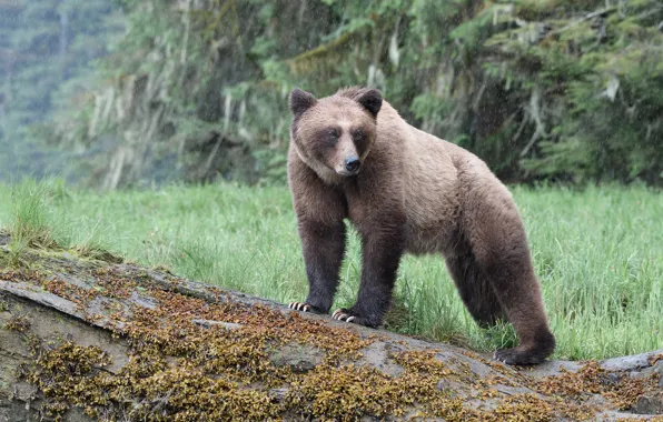 Picture forest, nature, pose, rain, bear