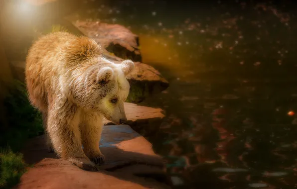 Light, nature, bear