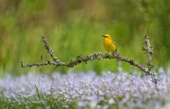 Summer, flowers, bird, glade, branch, spring, yellow, bokeh