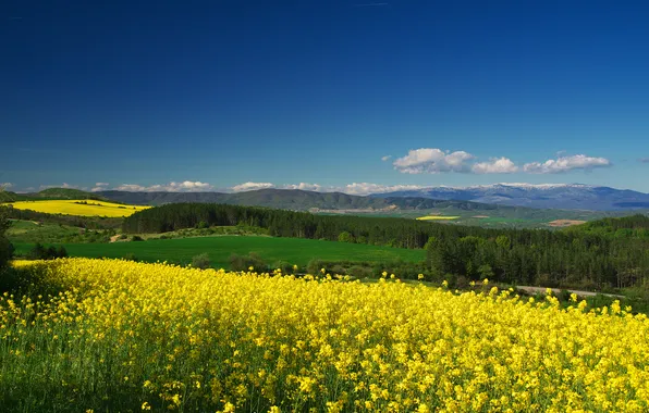 The sky, blue, rape, rapeseed field