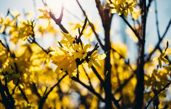 The sun, Nature, Leaves, Branch, Petals, Nature, Sun, Flora