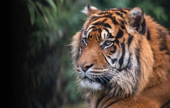 Picture look, face, close-up, tiger, the dark background, portrait