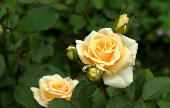 Leaves, roses, buds, yellow roses