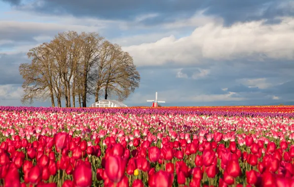 Picture trees, spring, tulips, Arman Werth