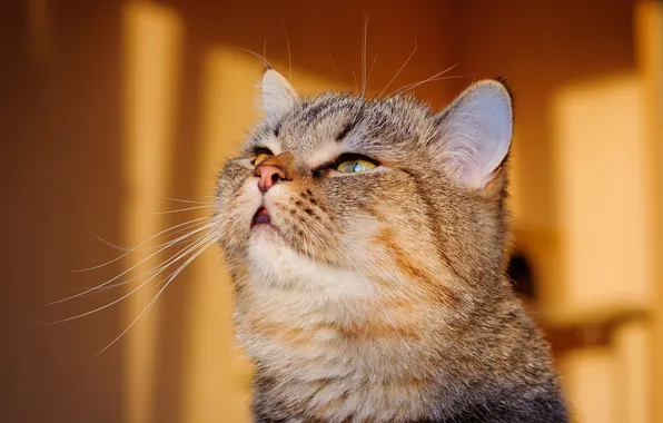 Portrait, muzzle, Kote