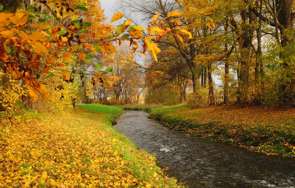 Autumn, forest, leaves, trees, river, stream