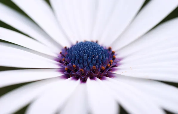 Picture flower, macro, petals, Daisy, white