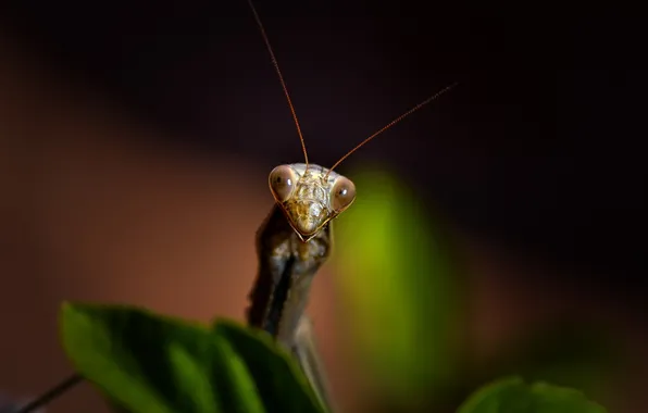 Picture macro, beetle, Mantis