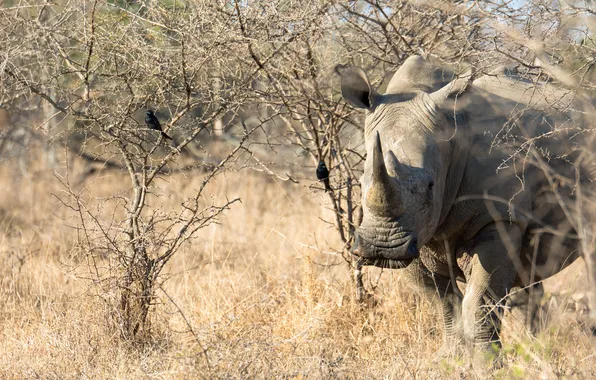 Picture nature, background, Rhino