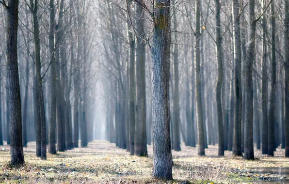 Grass, leaves, water, trees, nature, tree, branch, trunks