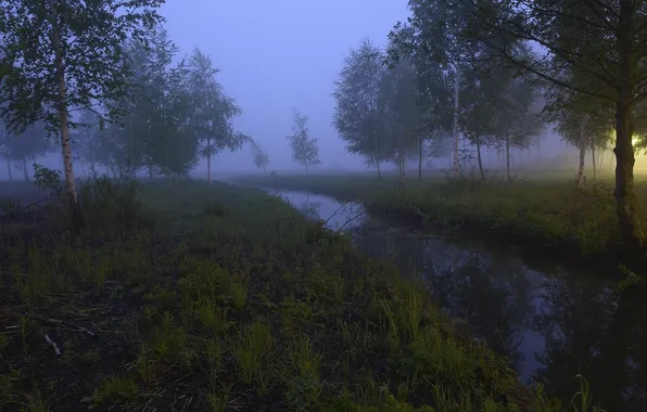 Trees, nature, fog, photo, haze, forest