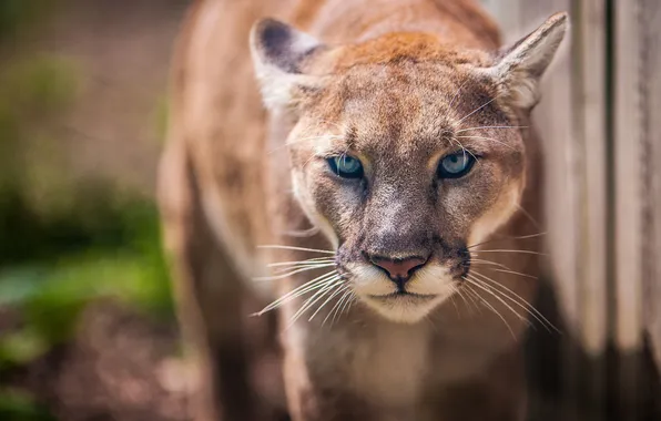 Look, Puma, wild cat, mountain lion, Cougar
