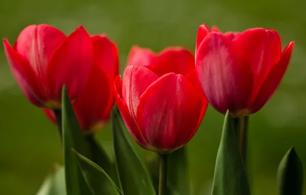 Picture macro, tulips, buds
