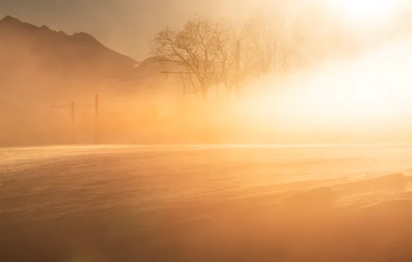 Light, nature, morning, cold gold