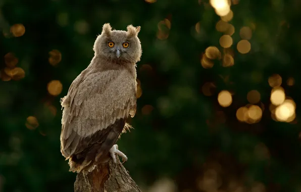 Picture background, blur, owl