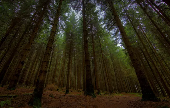 Trees, nature, the evening, twilight, full hd 2560x1440, photos in the forest, forest tree