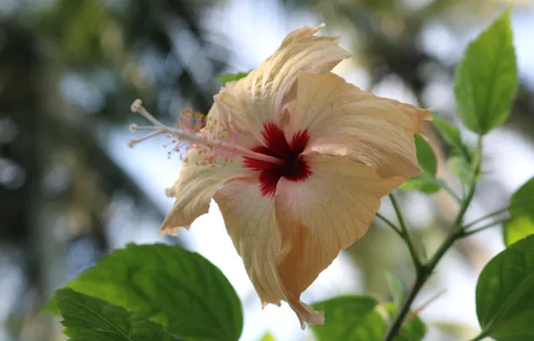 White, flower, leaves, macro, bokeh, hibiscus