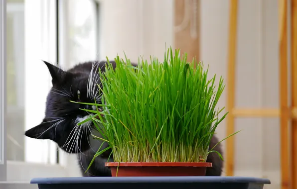 Grass, black, Cat