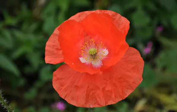 Macro, Spring, Spring, Bokeh, Bokeh, Macro, Red poppy, Red poppy