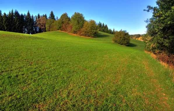 Picture field, autumn, trees, nature, Landscape, trees, nature, autumn