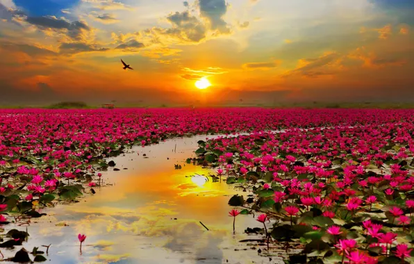 Sunset, lake, Lotus, Thailand