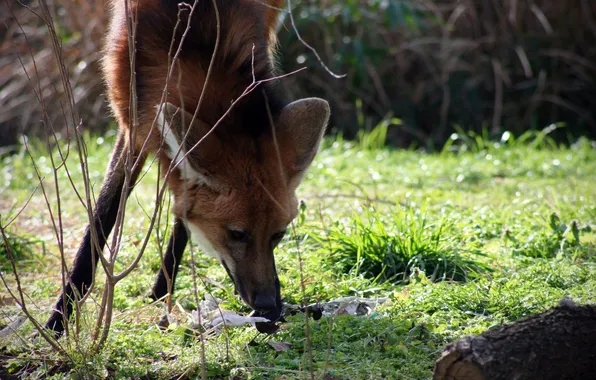 Fox, wildlife, maned wolf, sout amrica