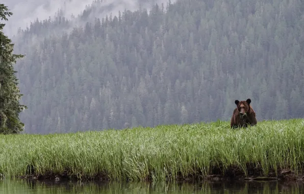 Picture forest, grass, trees, shore, spruce, bear, pond
