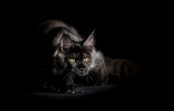 Picture cat, look, background, black, sneaks, shaggy, Maine Coon