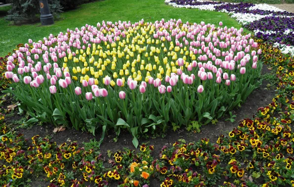 Picture nature, Flowers, Spring, Tulips, Nature, Flowers, Spring, Tulips