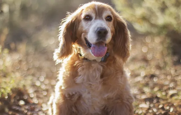 Picture autumn, forest, portrait, dog, bokeh, Wallpaper from lolita777