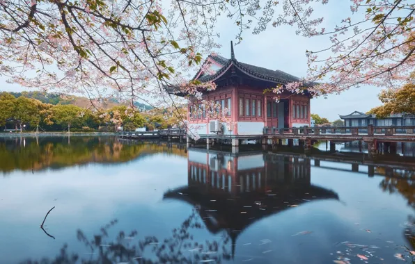 Branches, spring, Sakura, Asia, pagoda, flowering, pond