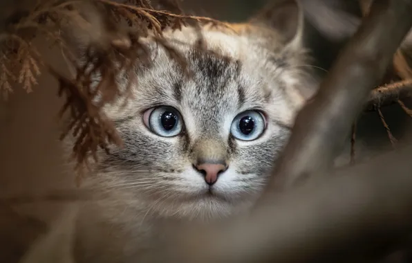 Picture nature, animal, branch, muzzle, kitty