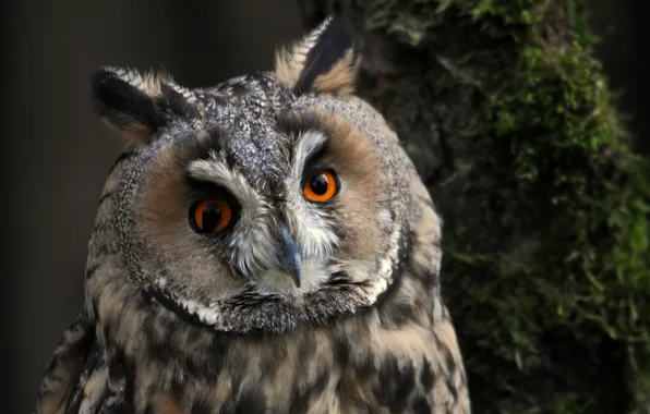 Picture look, bird, long-eared owl