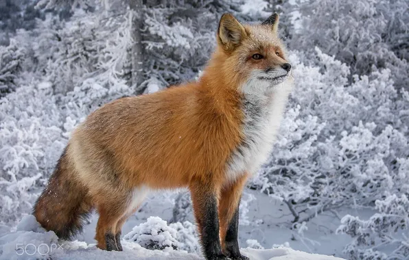 Animal, wildlife, red fox